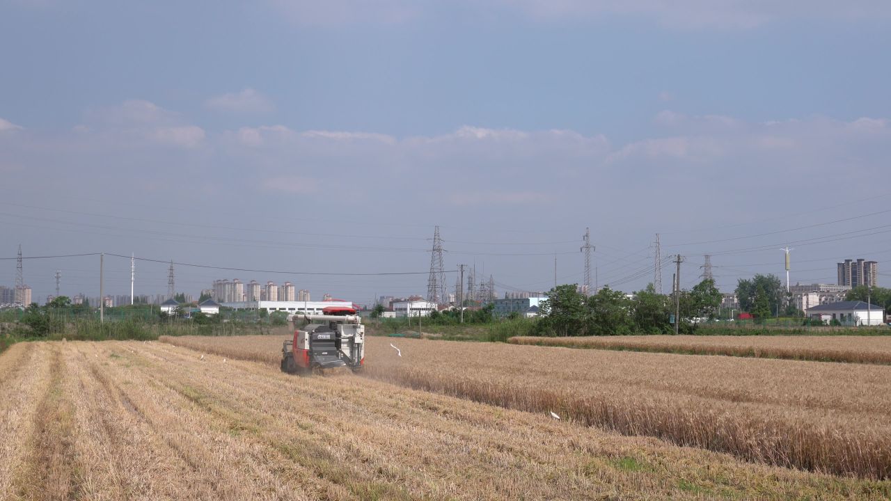 4K农村夏收小麦