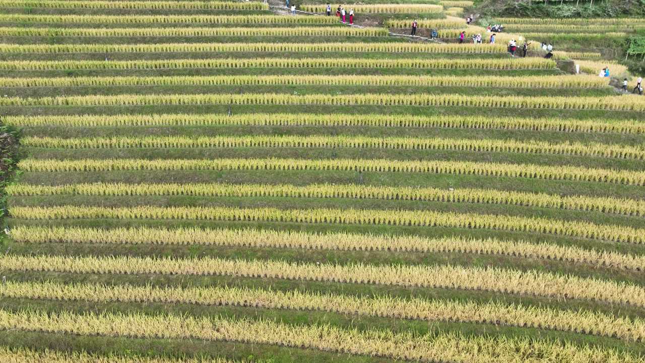 4K航拍桂林龙脊梯田风光 8