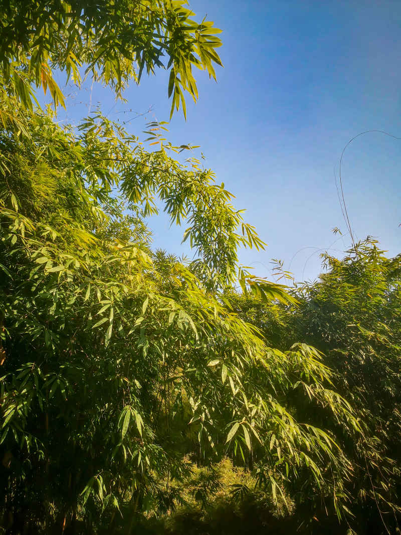 竹林竹叶植物摄影图 