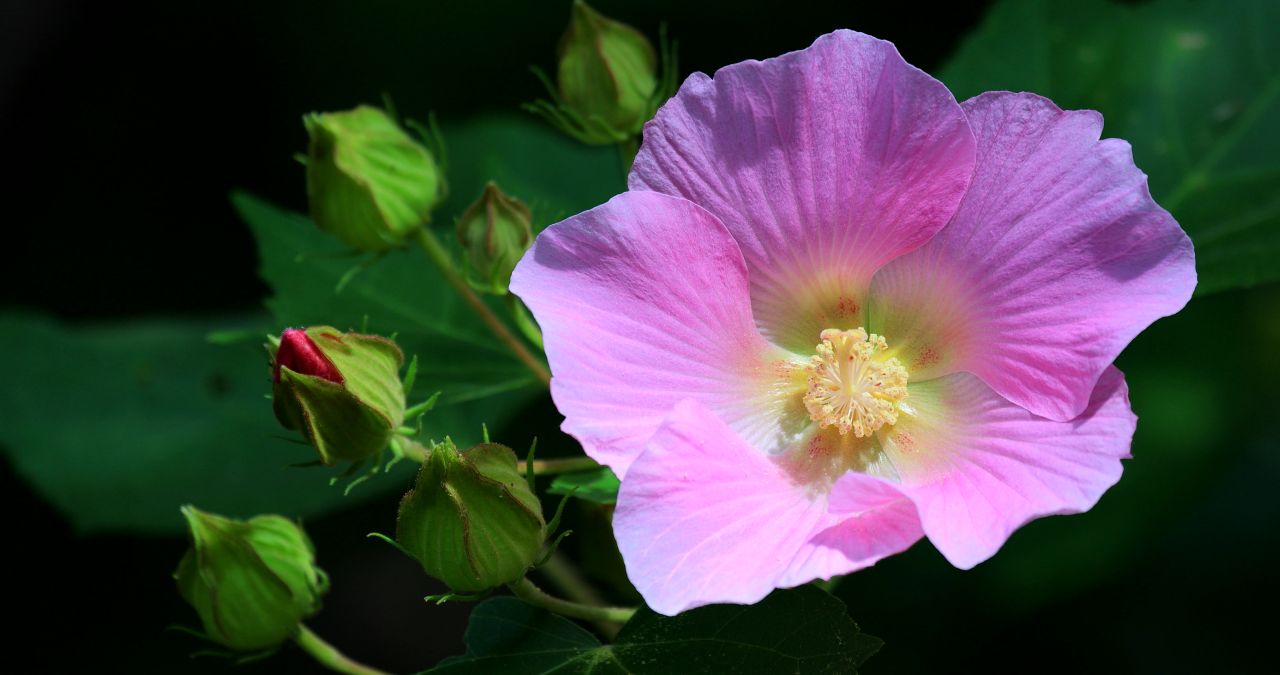实拍8k木芙蓉
