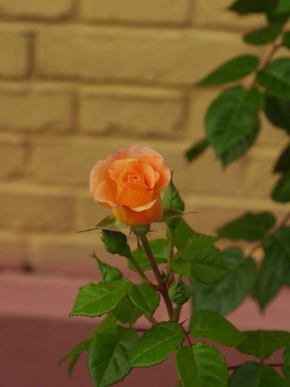 玫瑰花