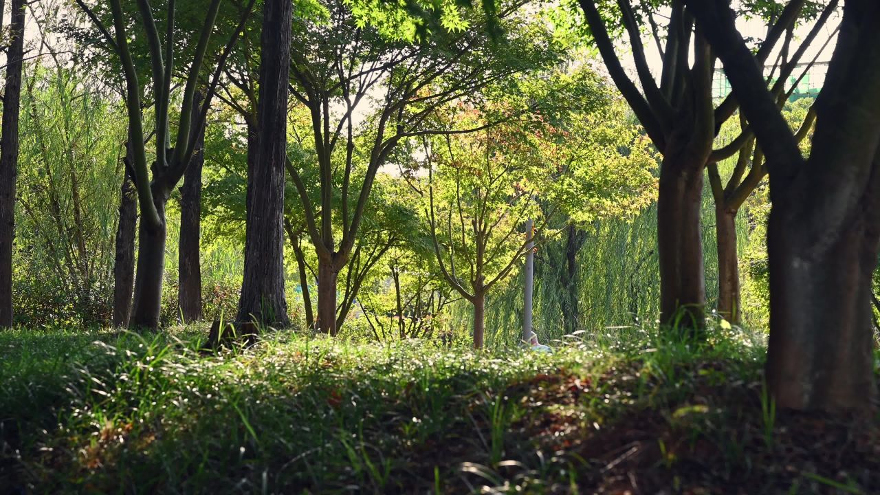 公园植物阳光下空镜头素材 8