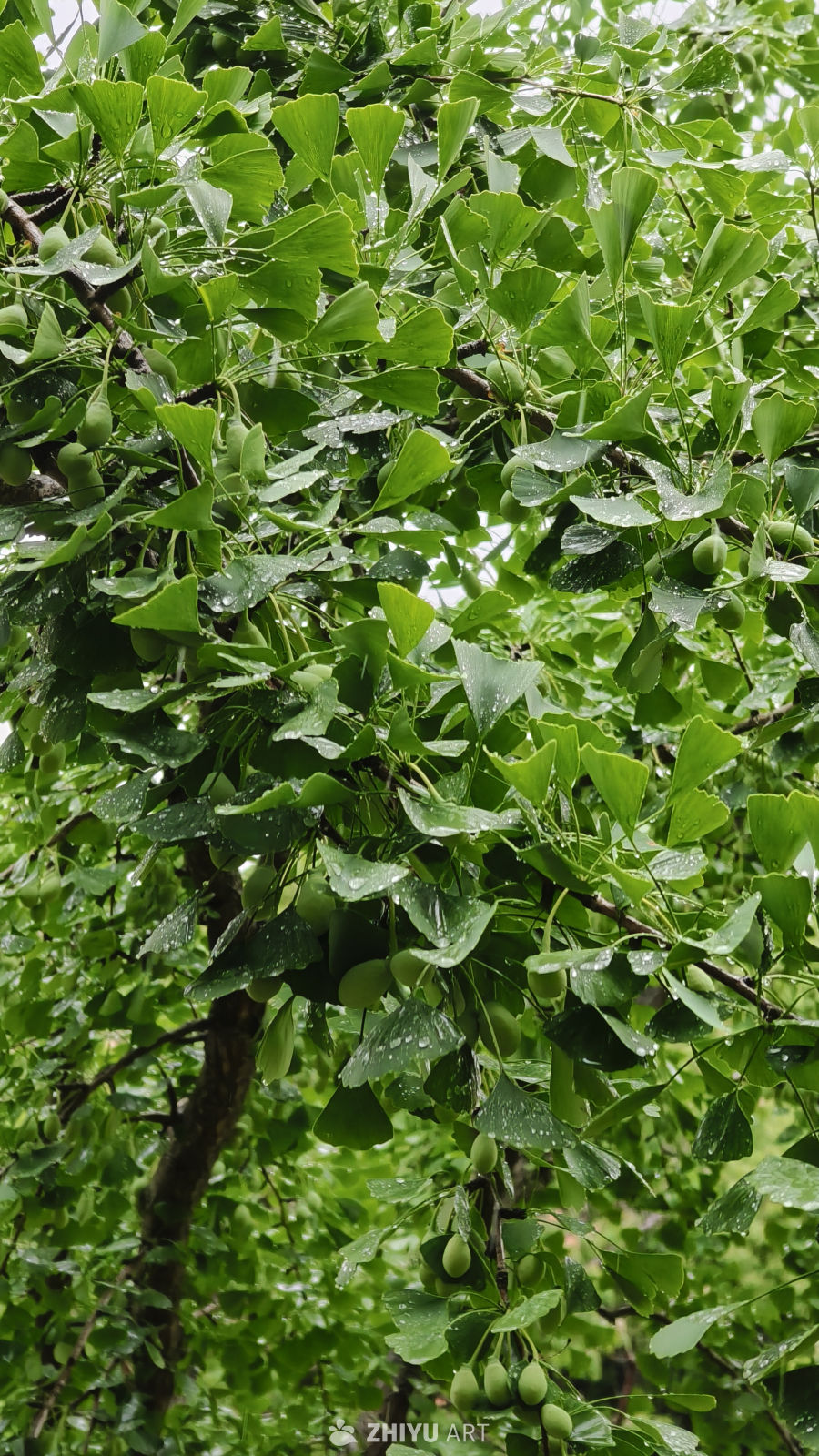 雨后银杏树