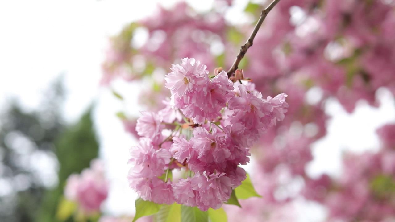 樱花