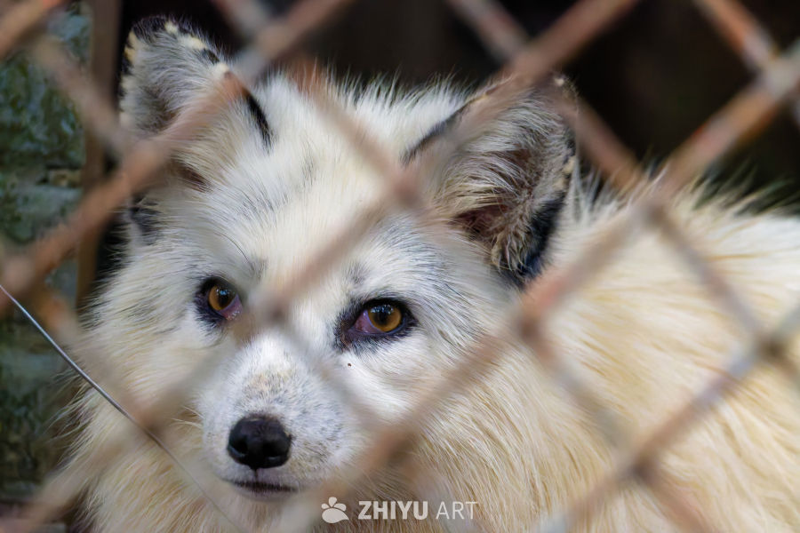 八线小县城动物园