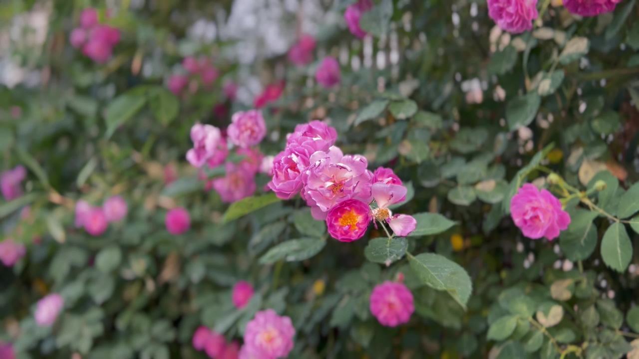 粉红玫瑰绽放的花园时光