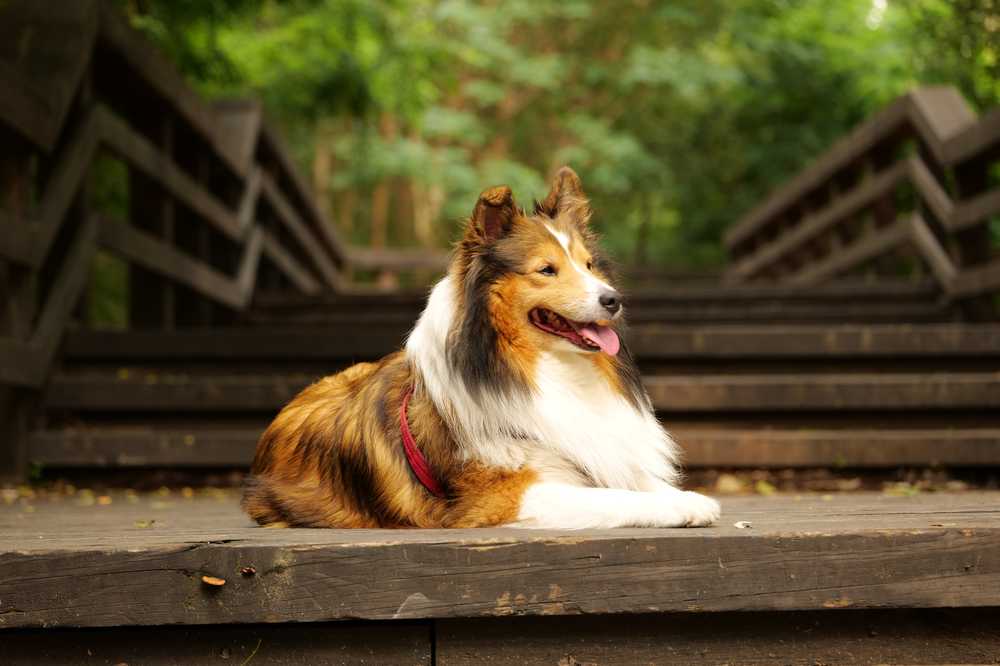 喜乐蒂牧羊犬