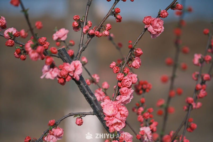 春天的花 16