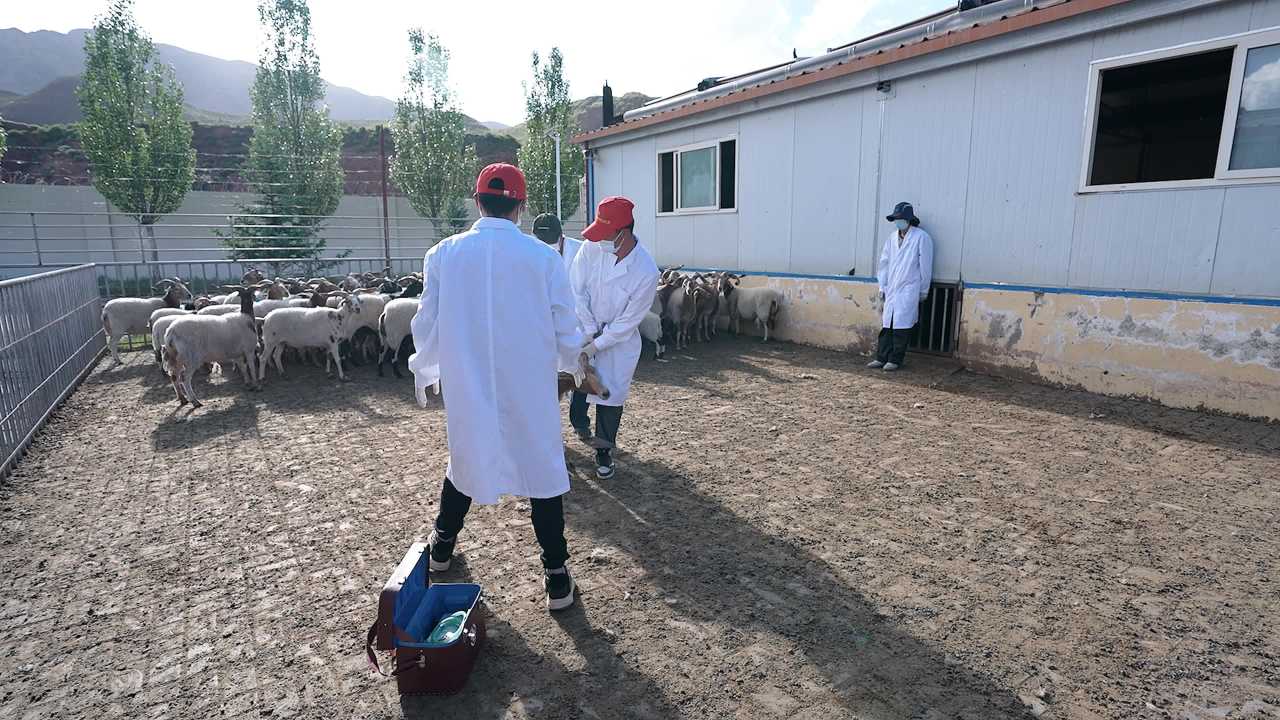 兽医团队给羊群做防疫
