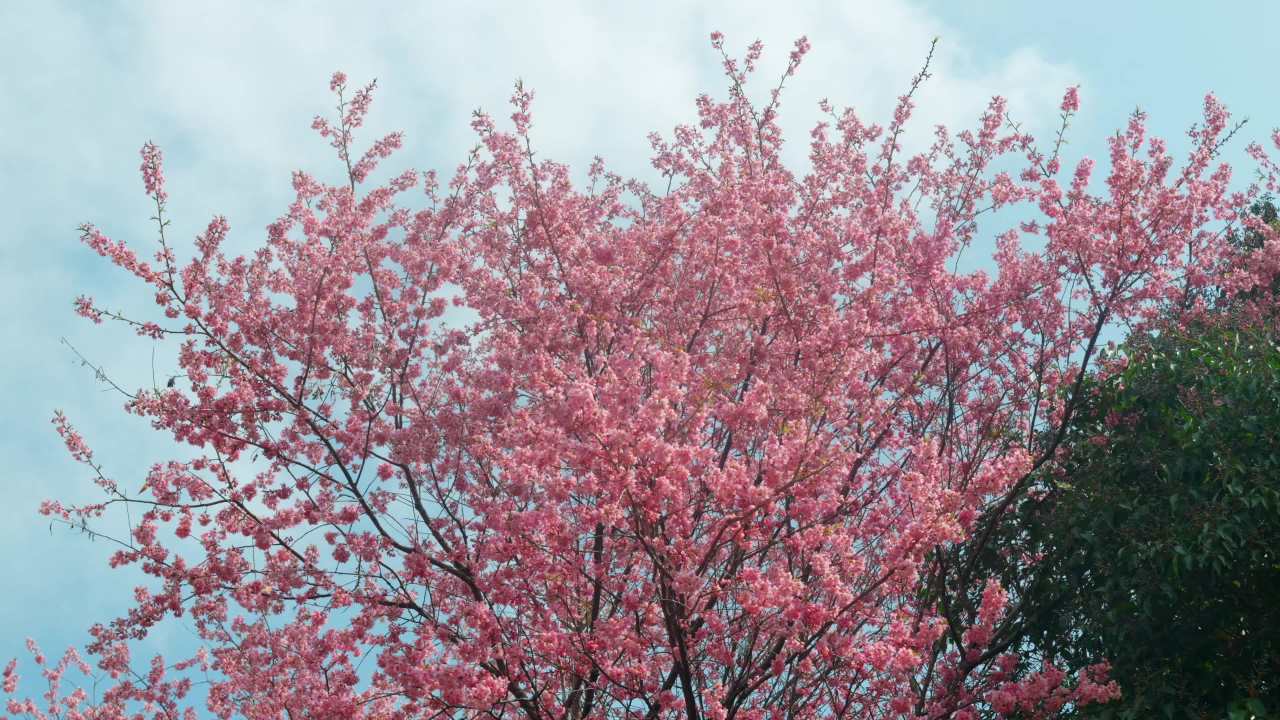 春日樱花盛开