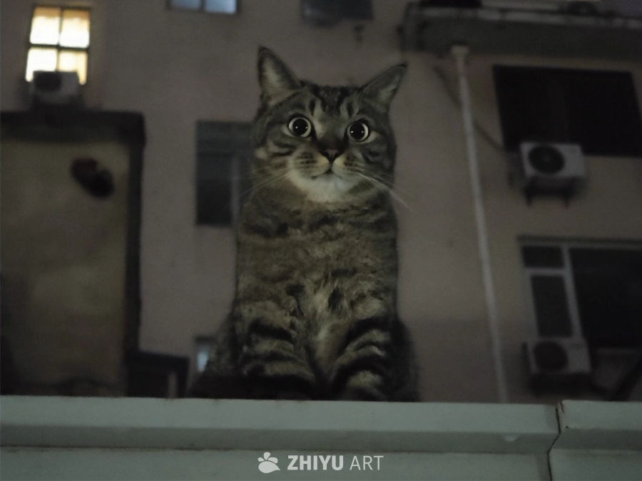 镜头里的小猫咪
