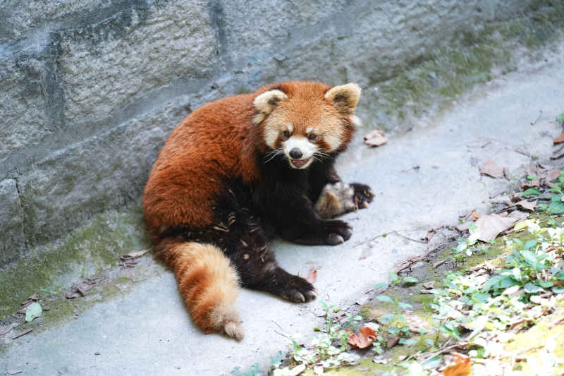 小熊猫