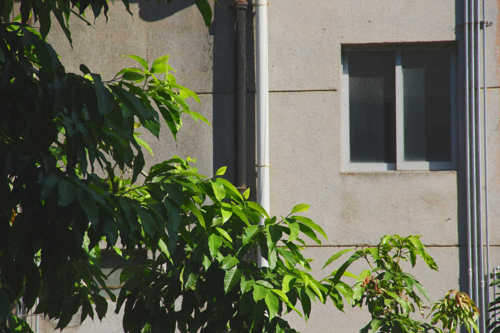 夕阳白兰树