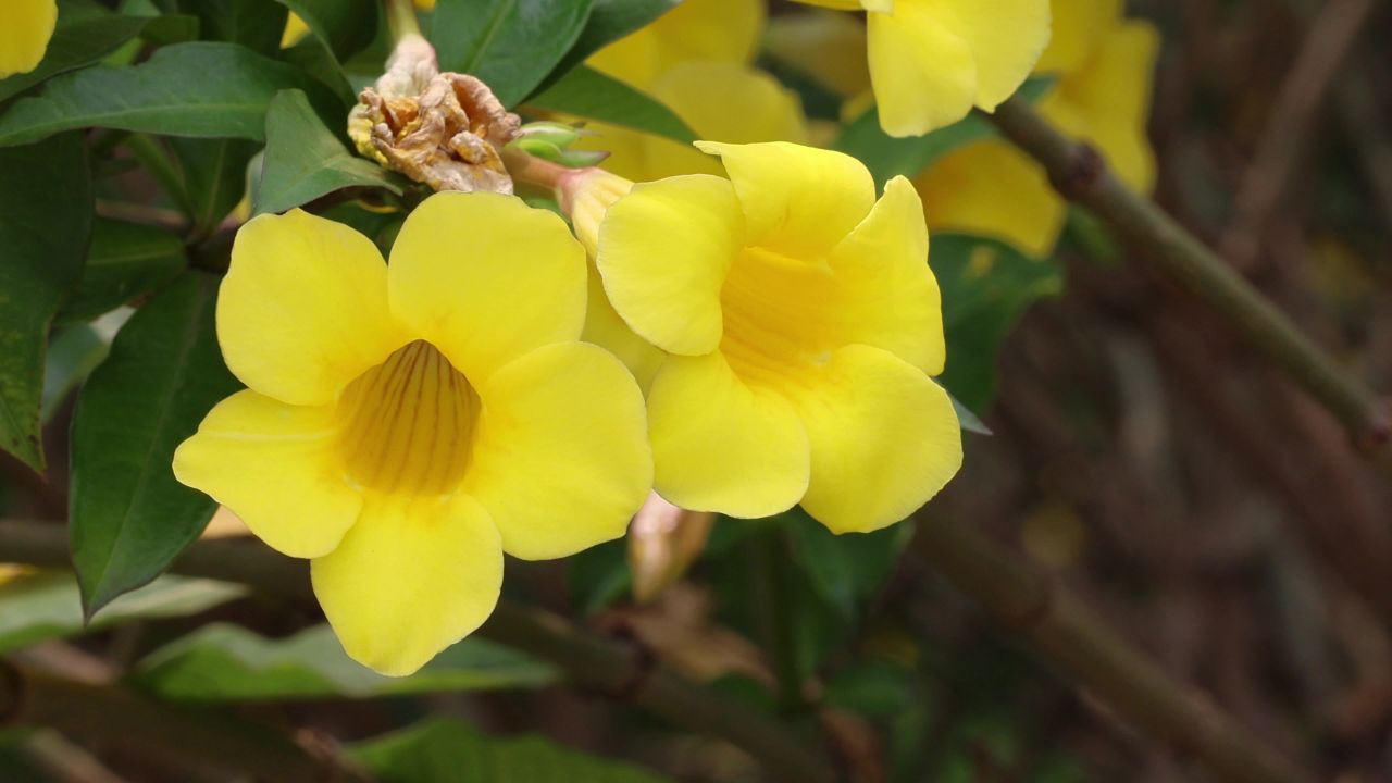 4K黄蝉花开放