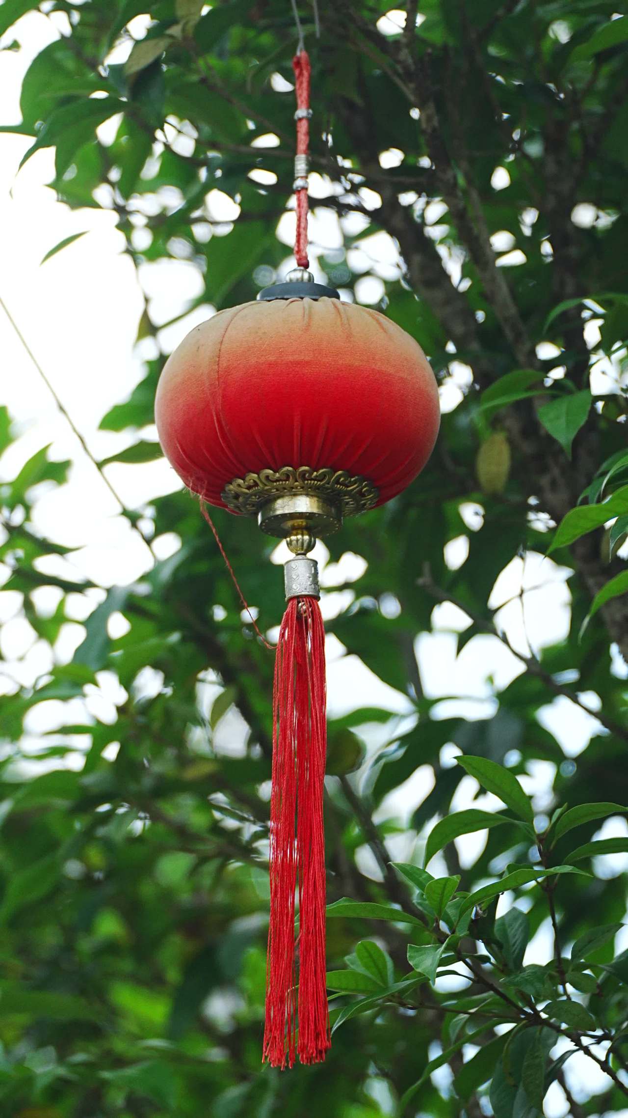 红灯笼与绿叶的和谐之美