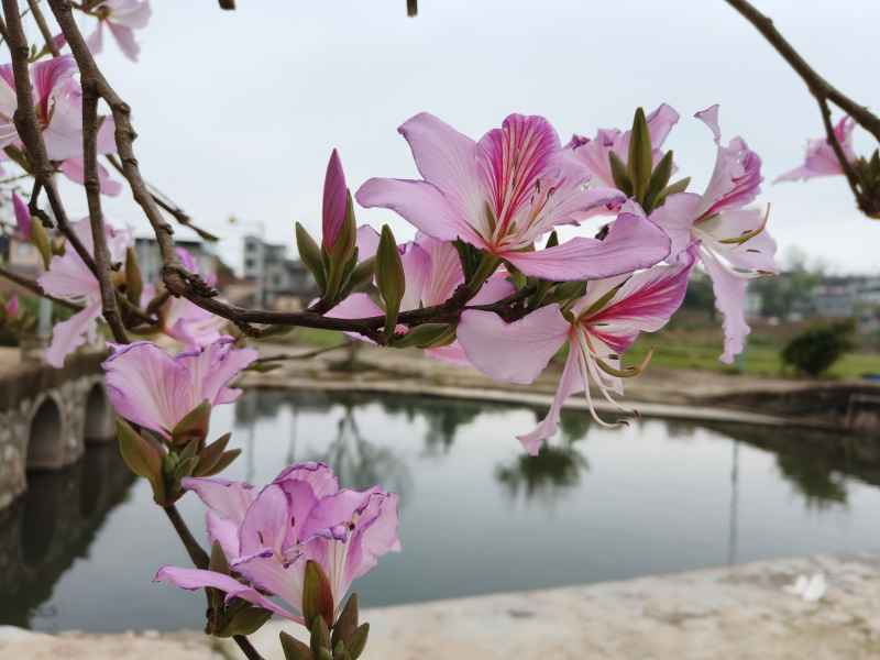 紫荆花