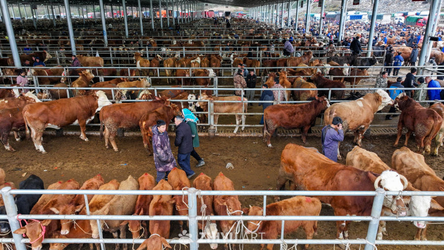 航拍贵州畜牧交易市场 牛市交易 19