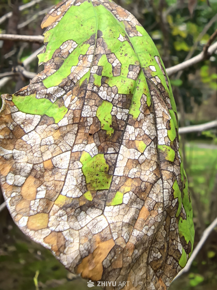 五颜六色的叶子与蘑菇🍄
