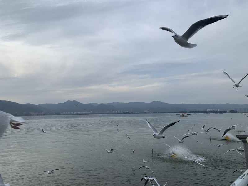 海鸥 8