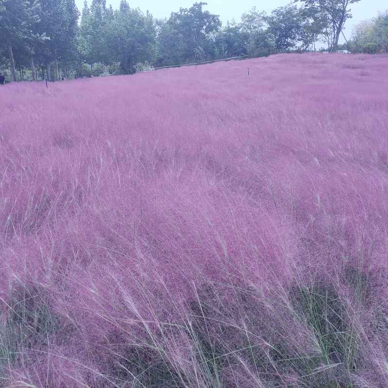 花海