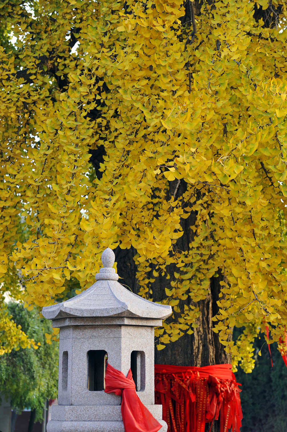 法海寺银杏树