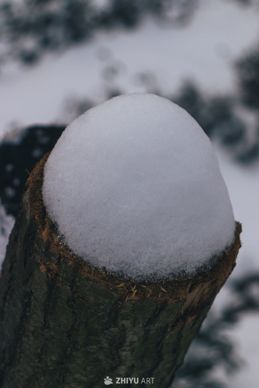 雪覆树桩