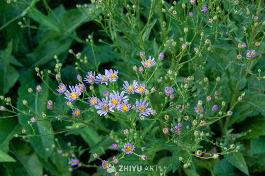 中药材与药材花 41