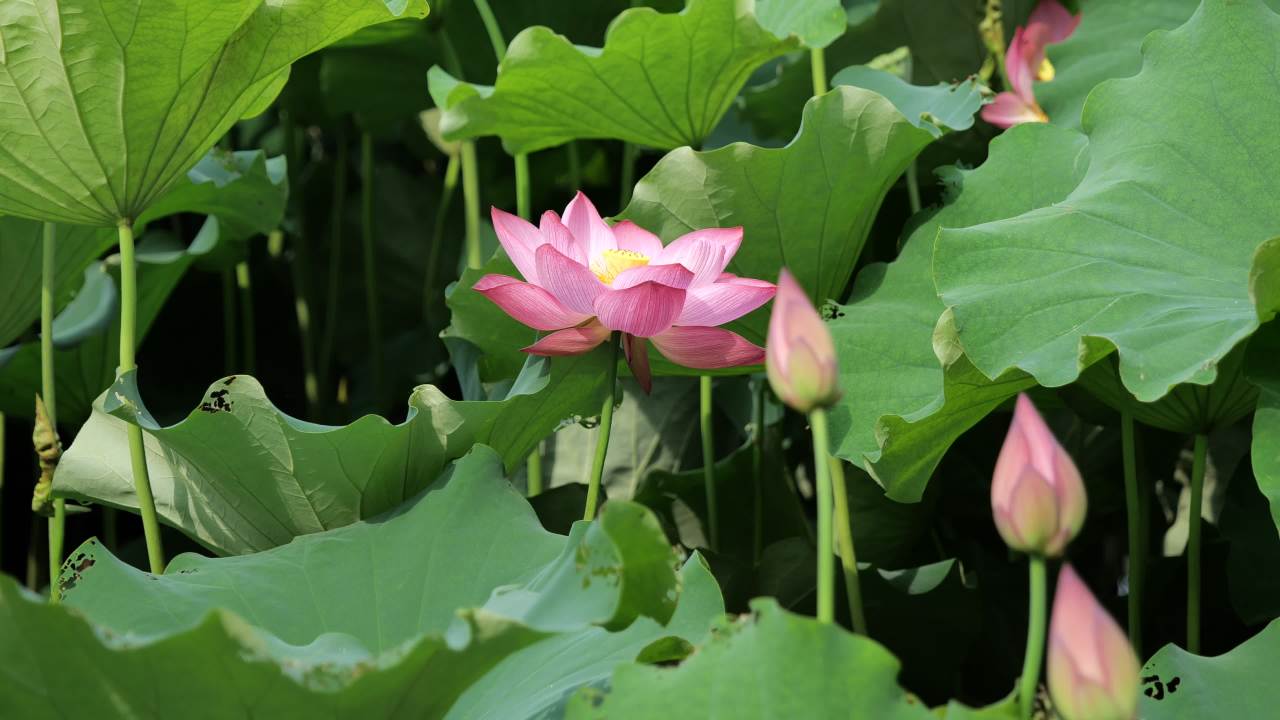 荷花 51