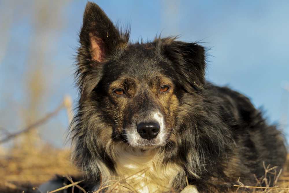 边境牧羊犬牧羊犬狗工作