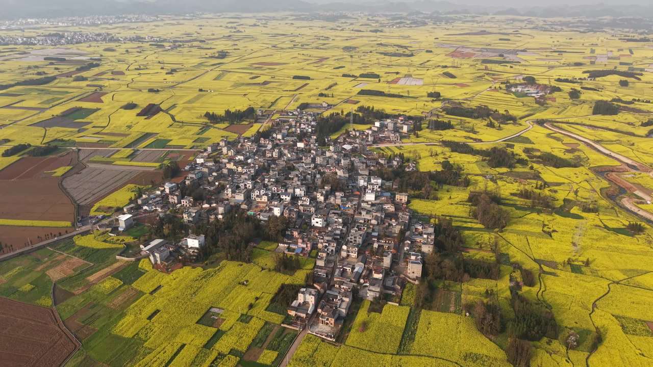 乡村油菜花海