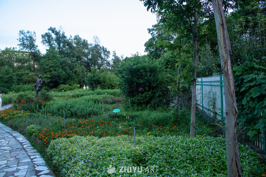 中药材与药材花 29