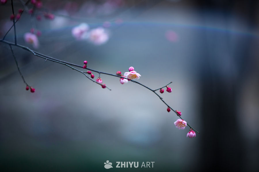梅花 7