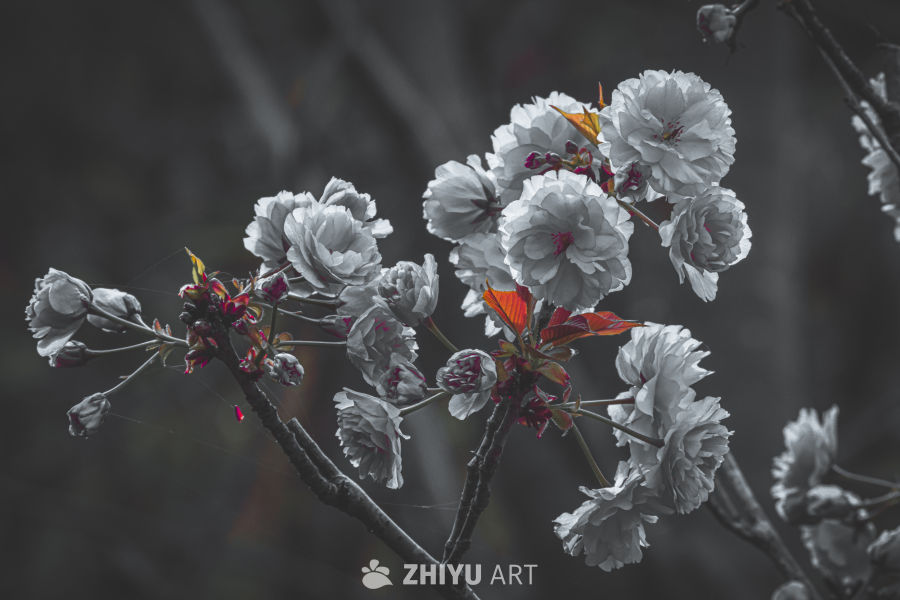 黑白樱花的细腻之美