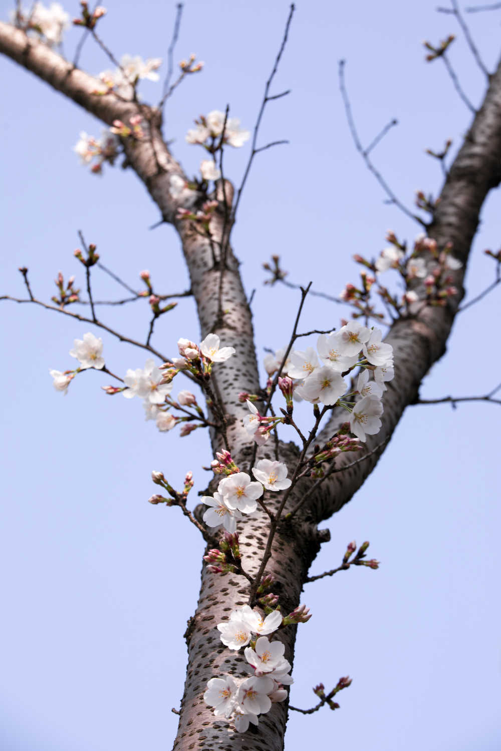 春日的樱花 