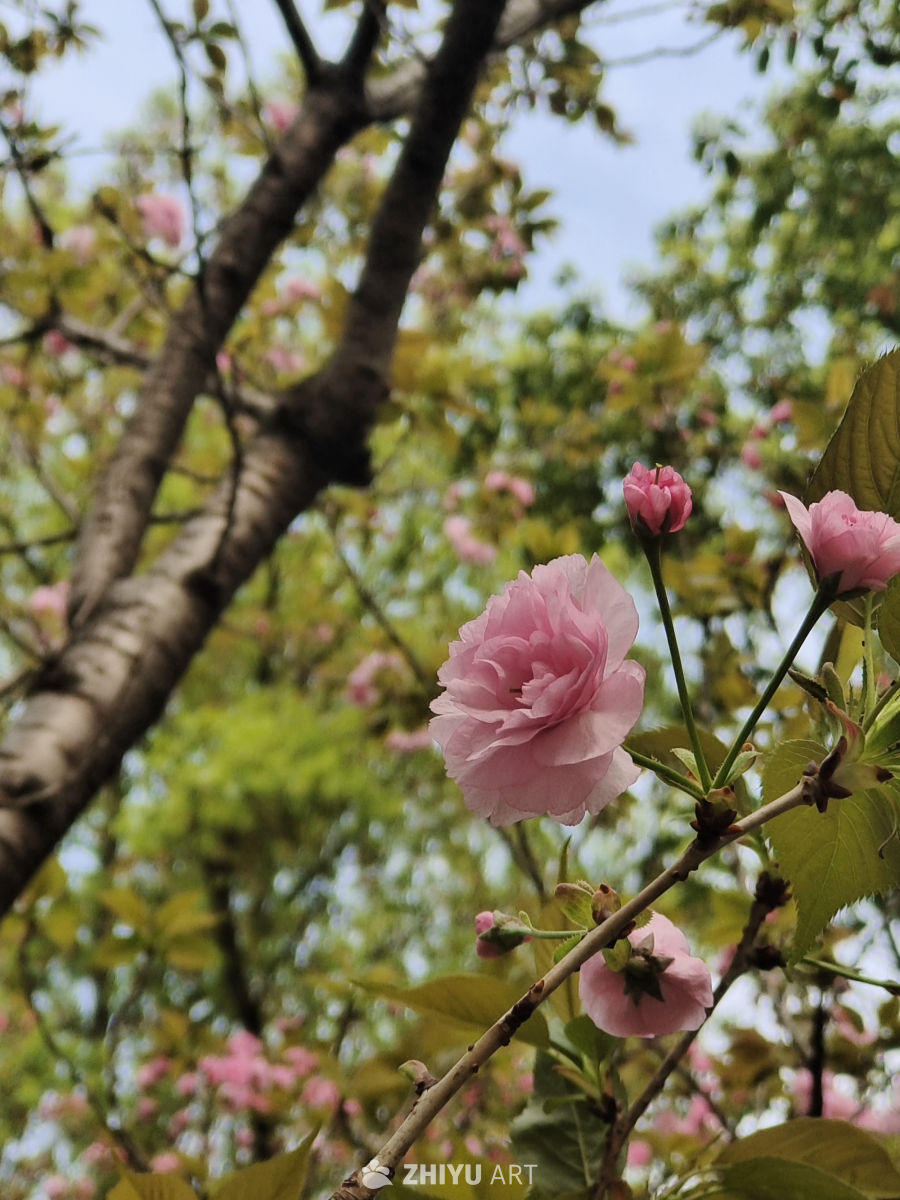 樱花