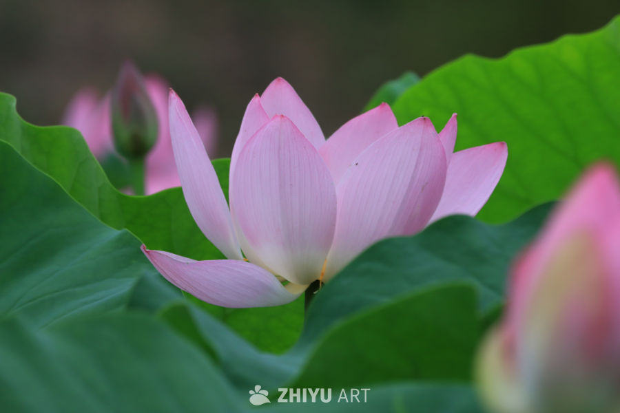 荷花 92