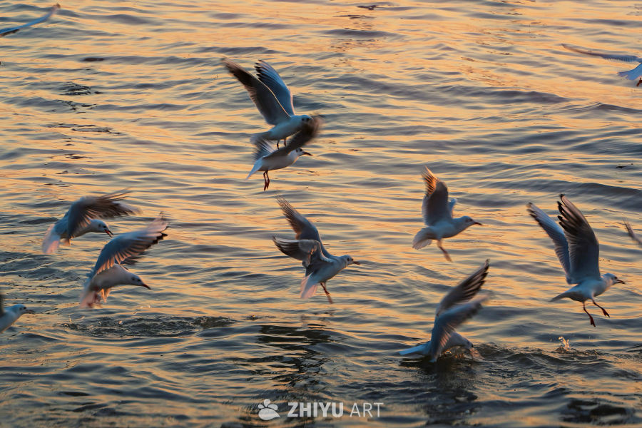 苏州太湖红嘴鸥 1