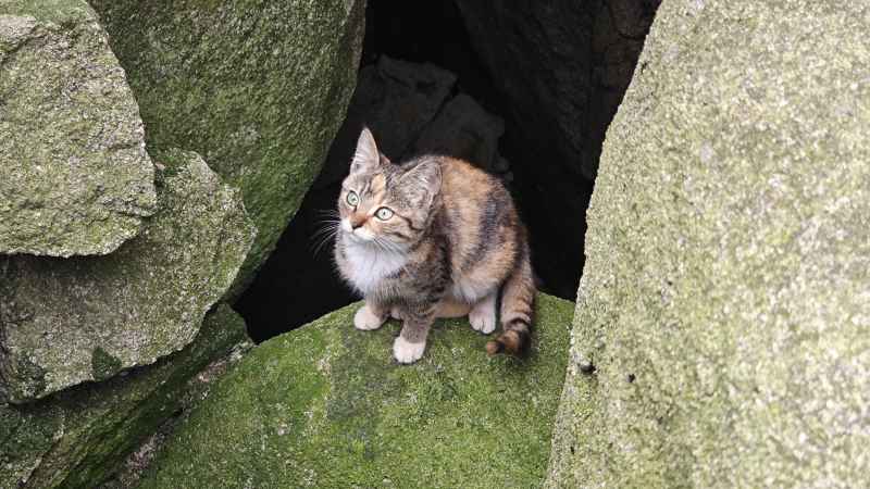 山涧野猫