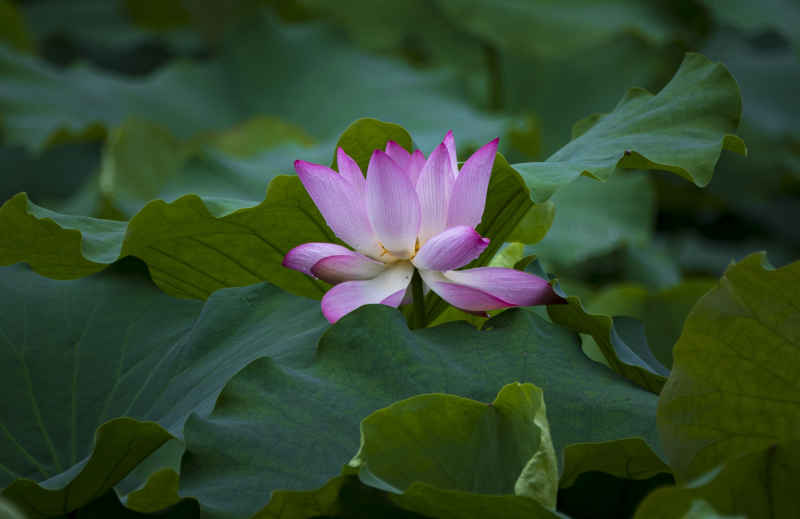 广西大学荷花