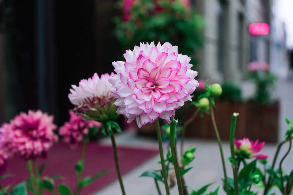 花