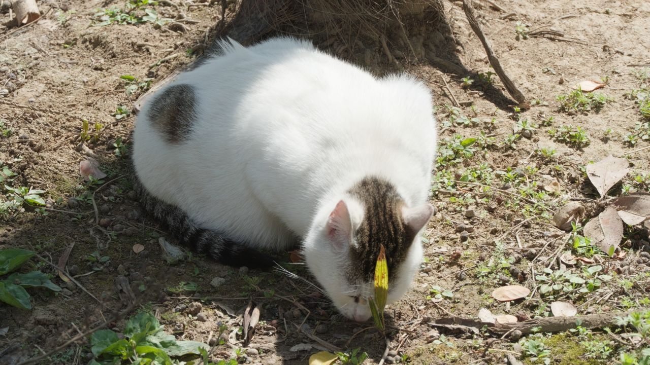 春天公园里可爱的猫咪流浪猫 33