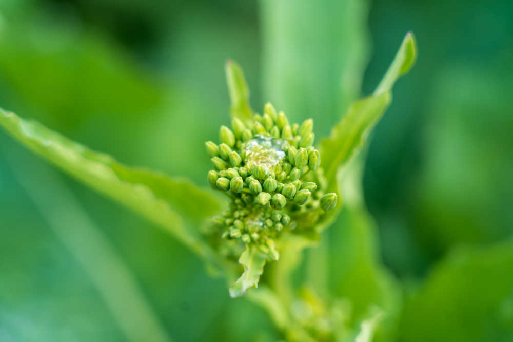 春天的油菜花