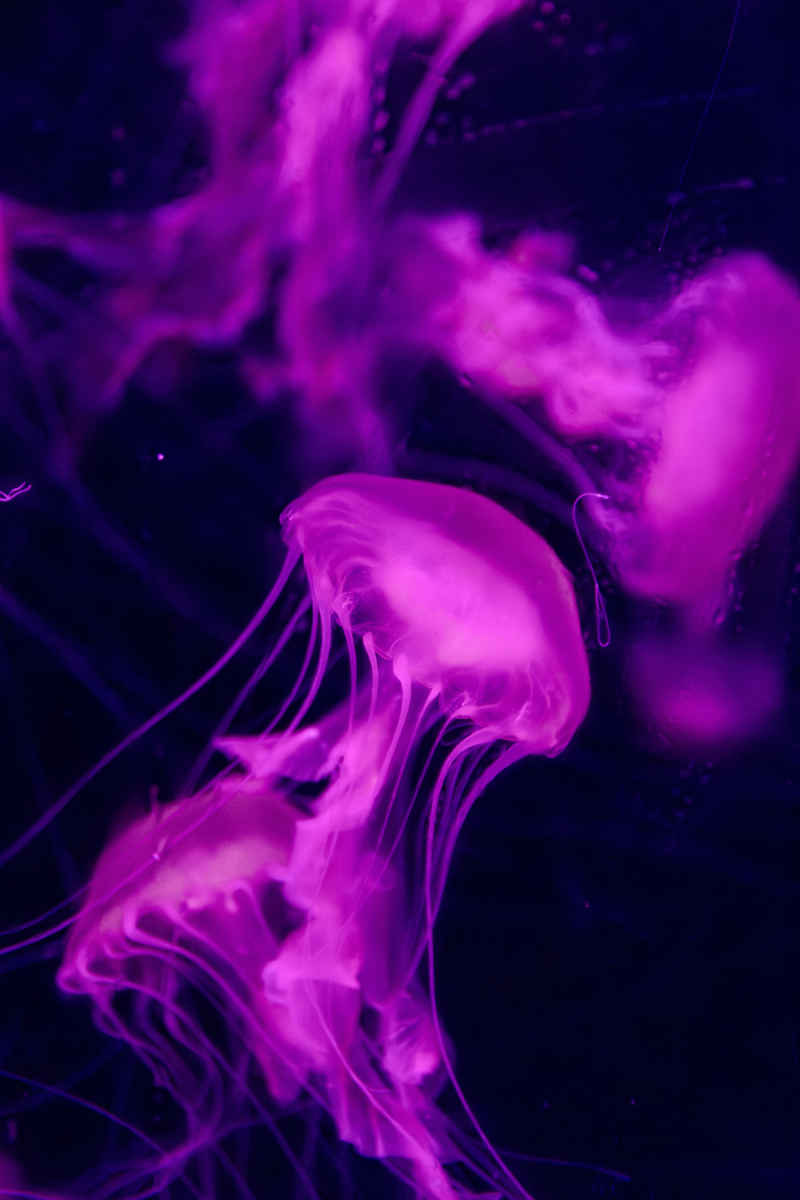 粉色水母