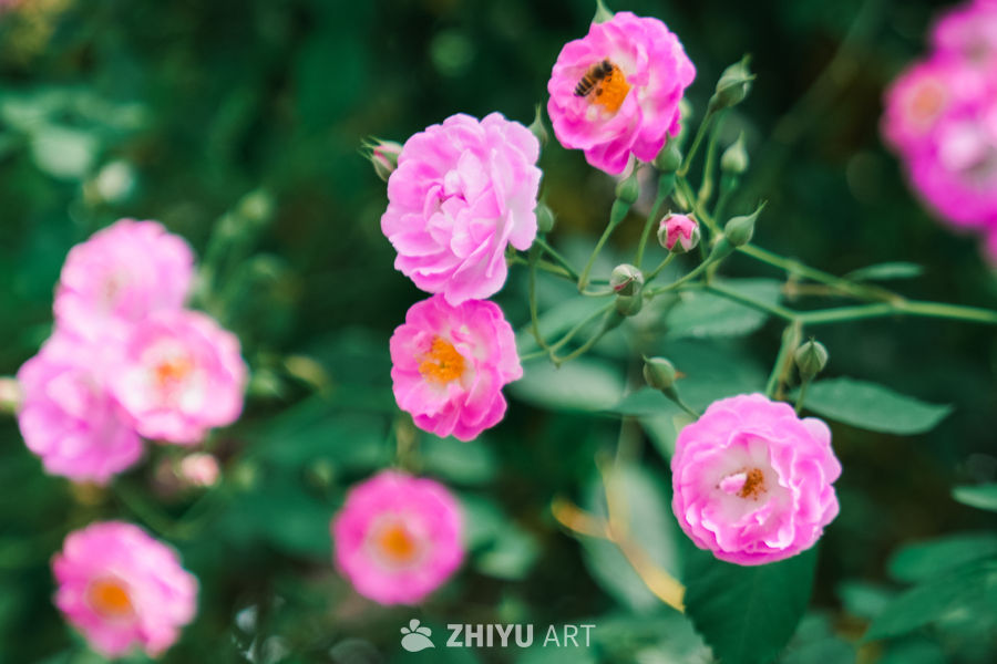 春末的蔷薇花 13