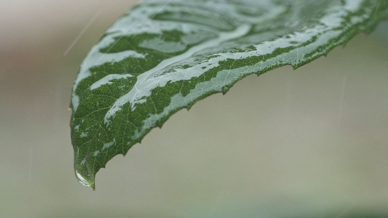 雨水树叶水滴慢镜头4K