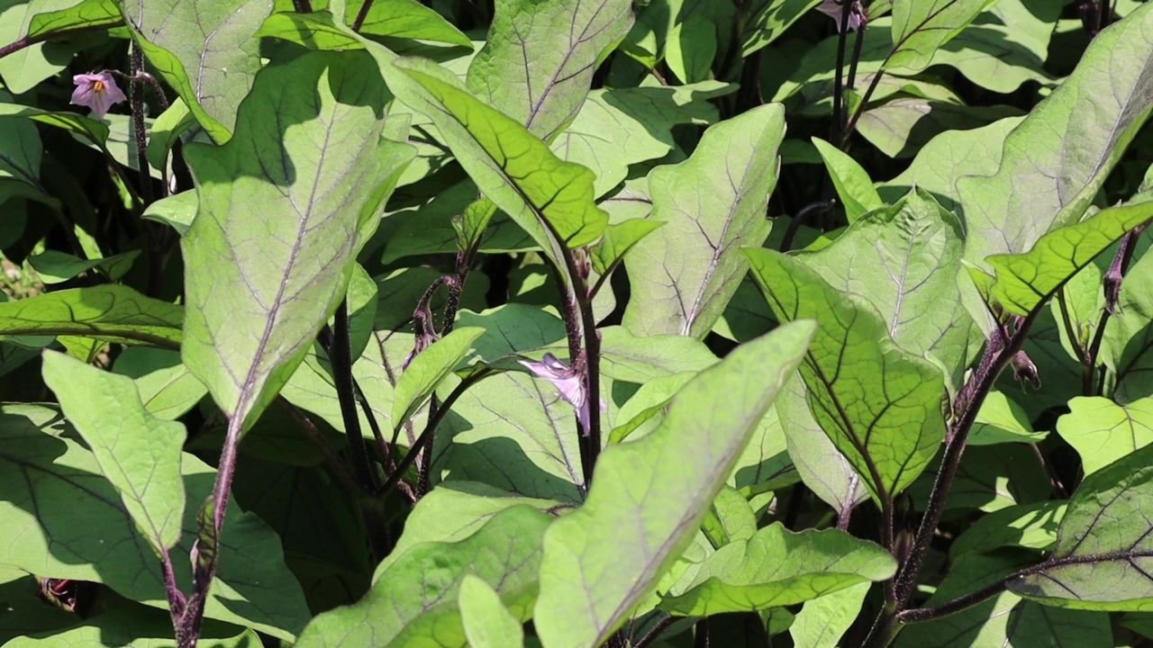 田间茁壮成长的茄子