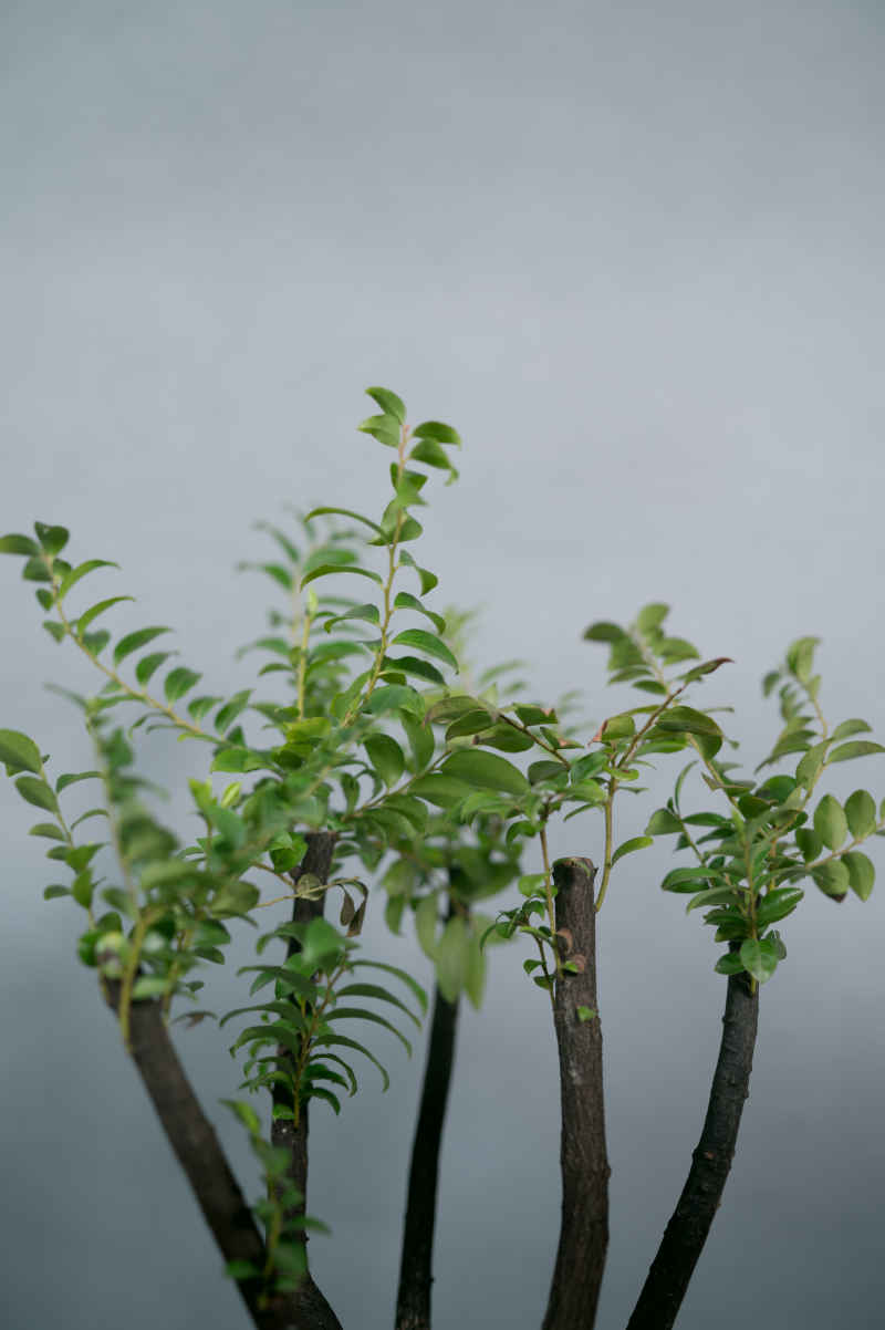 盆栽、插花 25