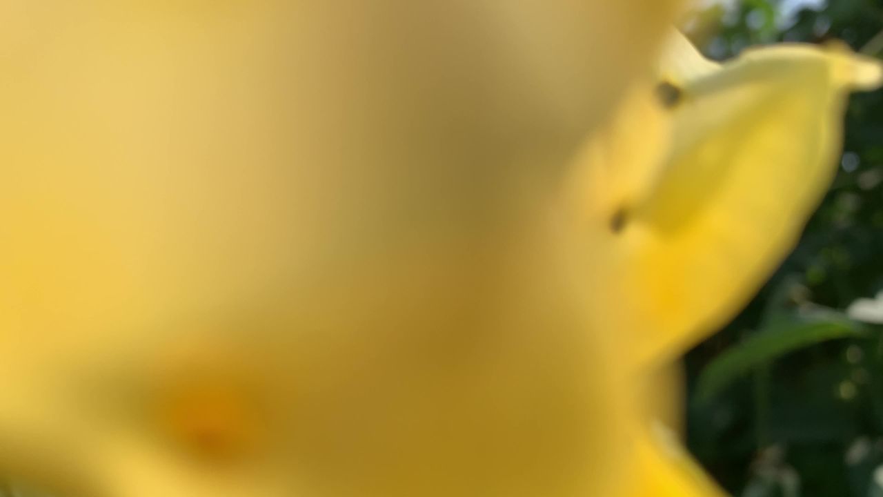花、月季、玫瑰、千疮百孔黄玫瑰