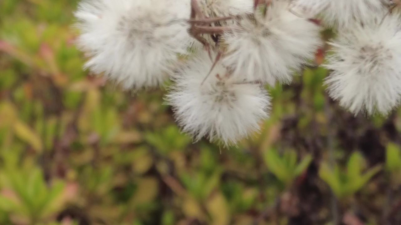 秋天 蒲公英 植物 实拍