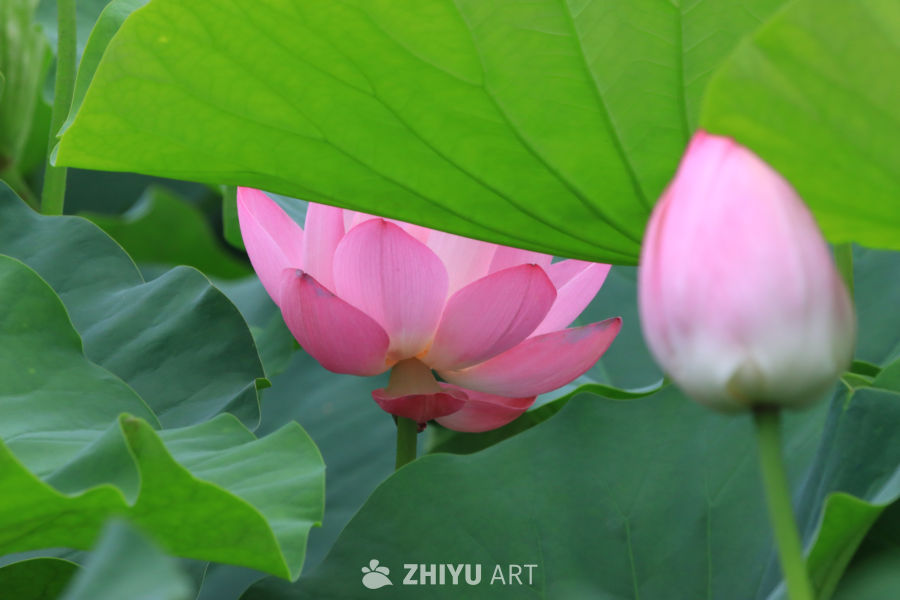 荷花 75